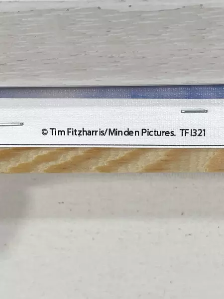 Tim Fitzharris Framed iCanvas Photo Print Easely Peak Sawtooth National Forest 