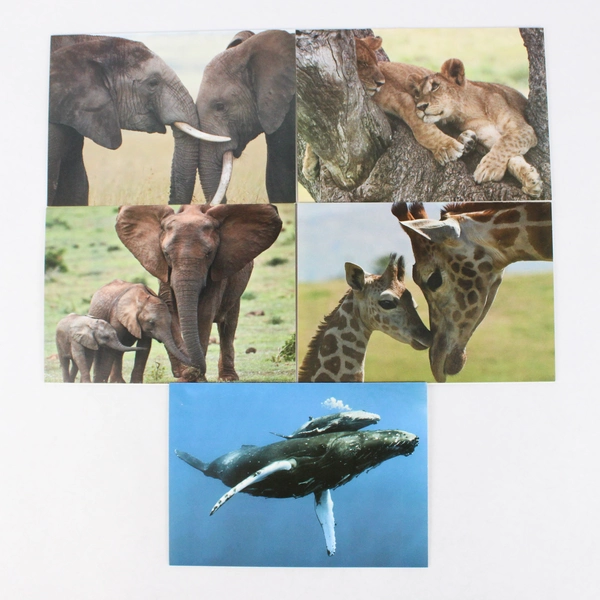 Lot of 5 IFAW International Fund for Animal Welfare Blank Greeting Cards 4" x 6"