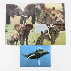 Lot of 5 IFAW International Fund for Animal Welfare Blank Greeting Cards 4" x 6"
