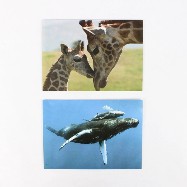 Lot of 5 IFAW International Fund for Animal Welfare Blank Greeting Cards 4" x 6"