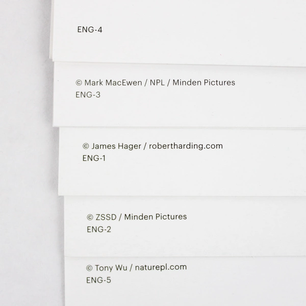 Lot of 5 IFAW International Fund for Animal Welfare Blank Greeting Cards 4" x 6"