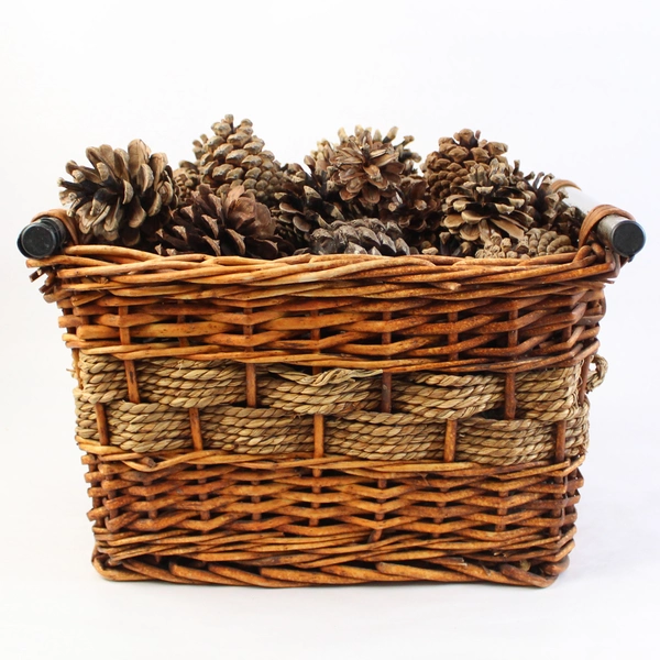 Basket of 49 Small to Large Oregon Pinecones for Collecting DIY Crafting