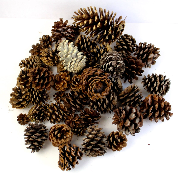 Basket of 49 Small to Large Oregon Pinecones for Collecting DIY Crafting