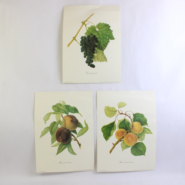 Lot Of 3 Riproduzione Vietata Botanical Prints On Paper Fruits 9.75" x 13.75"
