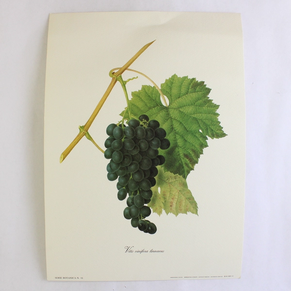 Lot Of 3 Riproduzione Vietata Botanical Prints On Paper Fruits 9.75" x 13.75"