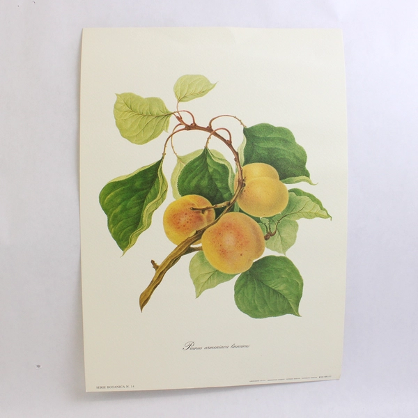 Lot Of 3 Riproduzione Vietata Botanical Prints On Paper Fruits 9.75" x 13.75"