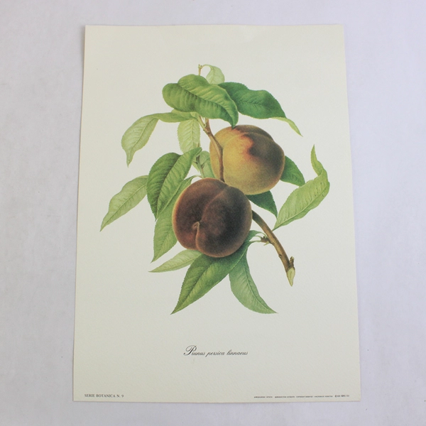 Lot Of 3 Riproduzione Vietata Botanical Prints On Paper Fruits 9.75" x 13.75"