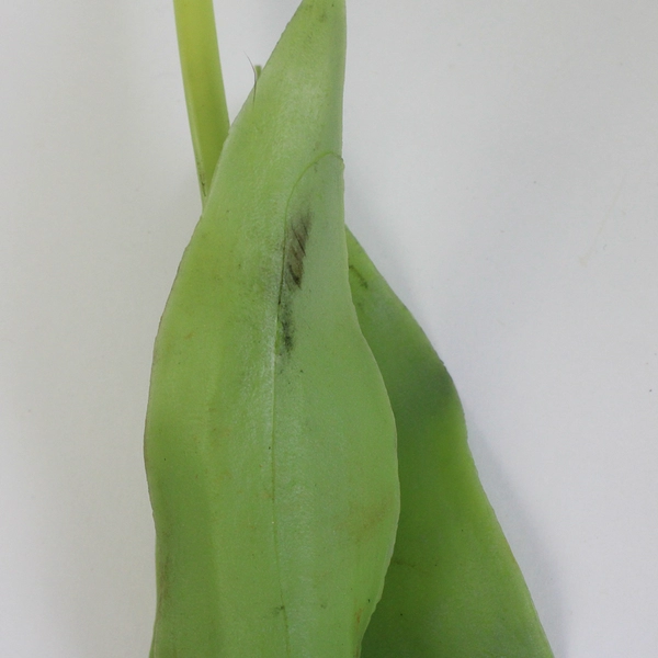 Set of 4 Large Green & White Fake Parrot Tulips 24 Inch Artificial Flowers