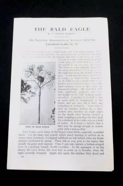The Bald Eagle Lithograph Print Gilbert Pearson Audubon Society Leaflet