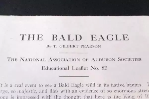 The Bald Eagle Lithograph Print Gilbert Pearson Audubon Society Leaflet