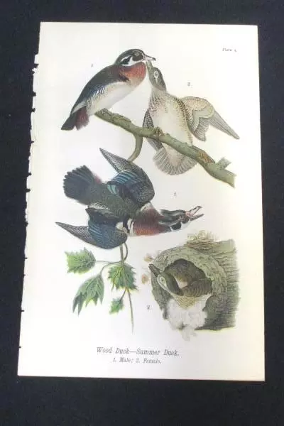 Vintage 1890 Wood Duck Chromolithograph Print Plate 4 Antique Art Collectible