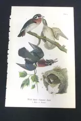Vintage 1890 Wood Duck Chromolithograph Print Plate 4 Antique Art Collectible