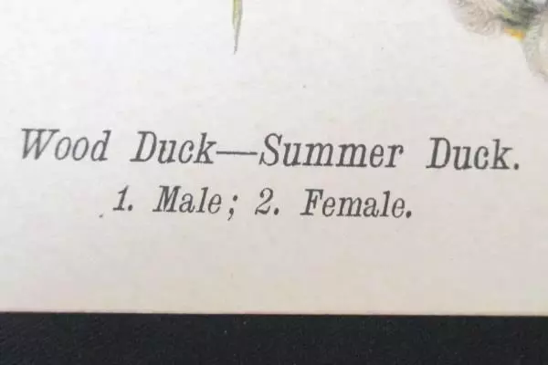 Vintage 1890 Wood Duck Chromolithograph Print Plate 4 Antique Art Collectible