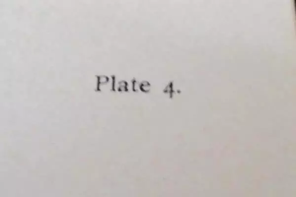 Vintage 1890 Wood Duck Chromolithograph Print Plate 4 Antique Art Collectible