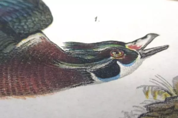 Vintage 1890 Wood Duck Chromolithograph Print Plate 4 Antique Art Collectible