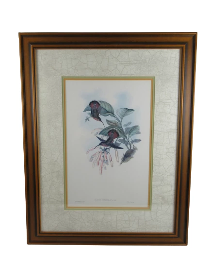 Framed Gould Hummingbirds Art Print Glaucis Lanceolata 22 x 29 inch Paragon