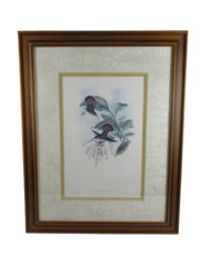 Framed Gould Hummingbirds Art Print Glaucis Lanceolata 22 x 29 inch Paragon