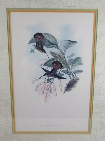 Framed Gould Hummingbirds Art Print Glaucis Lanceolata 22 x 29 inch Paragon