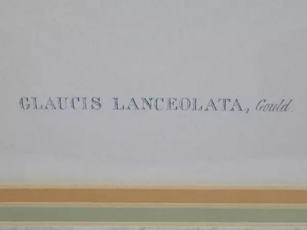 Framed Gould Hummingbirds Art Print Glaucis Lanceolata 22 x 29 inch Paragon