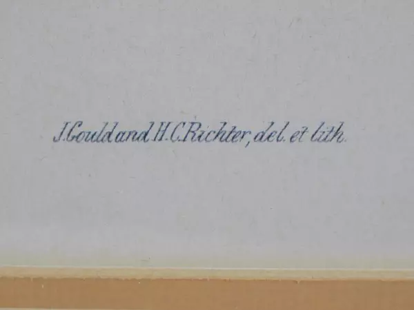 Framed Gould Hummingbirds Art Print Glaucis Lanceolata 22 x 29 inch Paragon