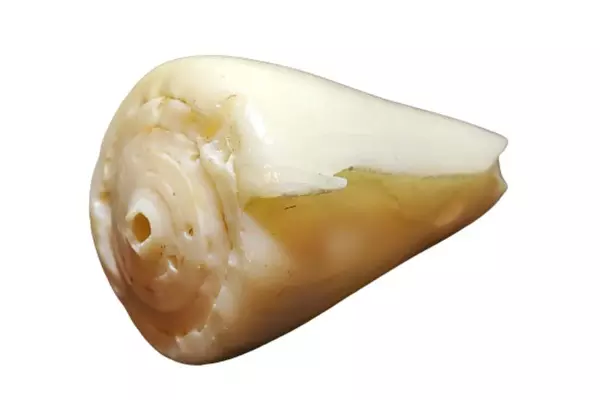 Real Conus Seashell Cream Swirled Cone Shell 2.5" Long - Unique Collector's Item