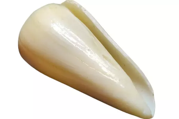 Real Conus Seashell Cream Swirled Cone Shell 2.5" Long - Unique Collector's Item