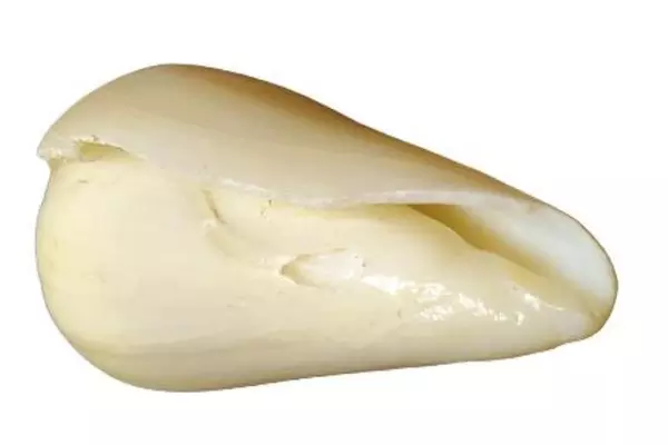 Real Conus Seashell Cream Swirled Cone Shell 2.5" Long - Unique Collector's Item