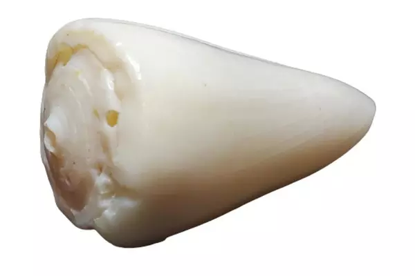 Real Conus Seashell Cream Swirled Cone Shell 2.5" Long - Unique Collector's Item