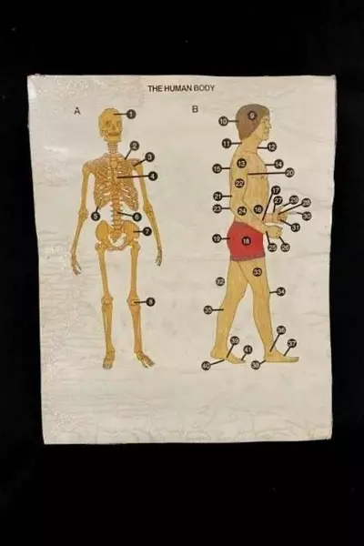 Vintage 1978 Oxford University Press Human Body Laminated Poster Good Condition