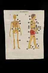 Vintage 1978 Oxford University Press Human Body Laminated Poster Good Condition