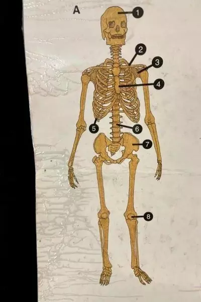 Vintage 1978 Oxford University Press Human Body Laminated Poster Good Condition