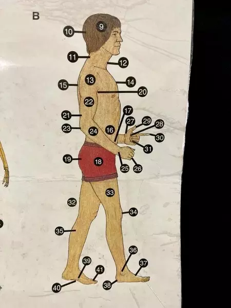 Vintage 1978 Oxford University Press Human Body Laminated Poster Good Condition