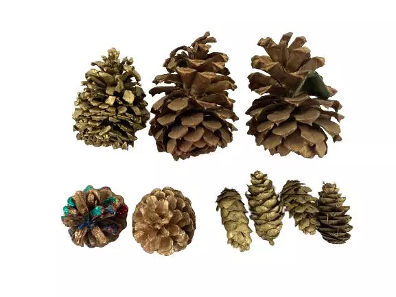 Lot of 6 Gold Metallic Painted Pine Cones for Crafts & Holiday Decor