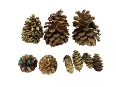 Lot of 6 Gold Metallic Painted Pine Cones for Crafts & Holiday Decor