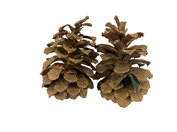 Lot of 6 Gold Metallic Painted Pine Cones for Crafts & Holiday Decor