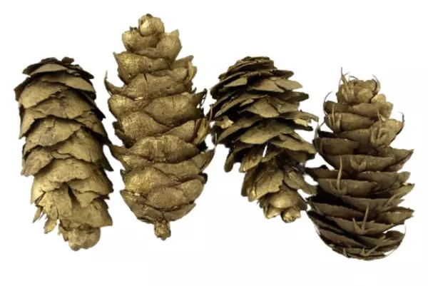 Lot of 6 Gold Metallic Painted Pine Cones for Crafts & Holiday Decor