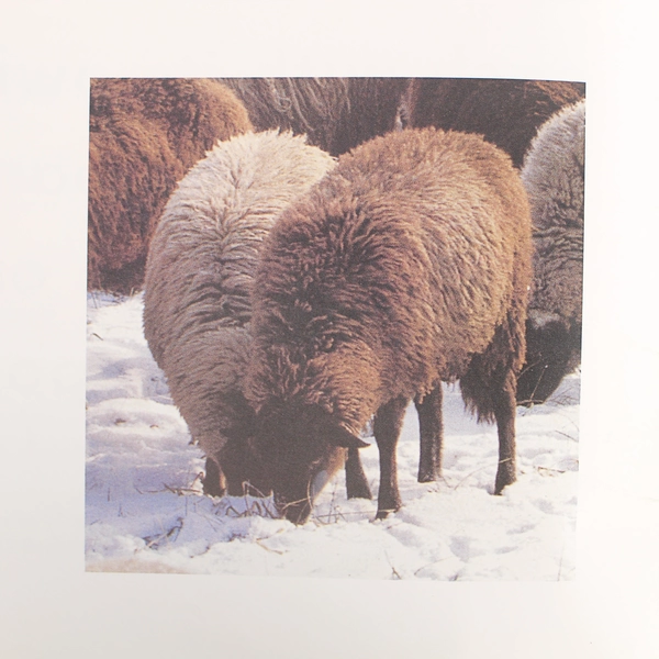 Houghton Mifflin Reading Big Book: Two's Company by Shirley Greenway 2001