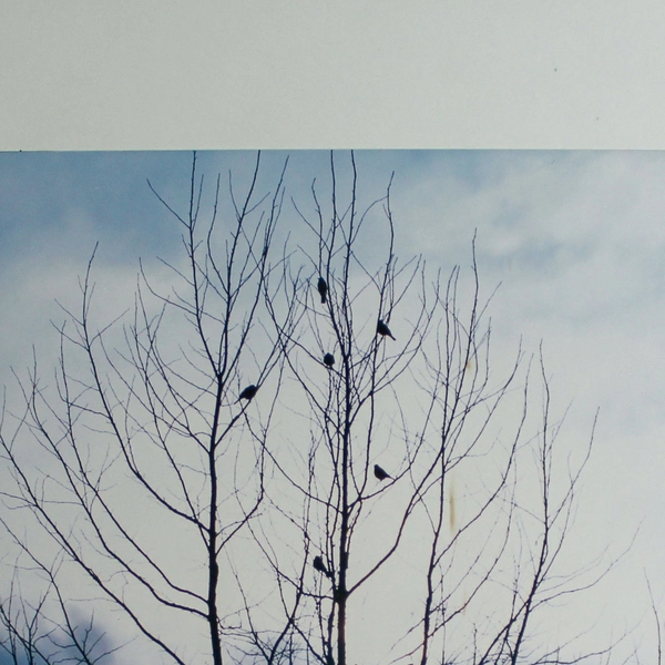 Vintage Matted Photograph of Birds in Tree - Nature Scene, Blue Sky 14"x11"