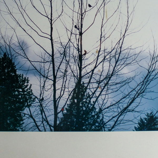 Vintage Matted Photograph of Birds in Tree - Nature Scene, Blue Sky 14"x11"