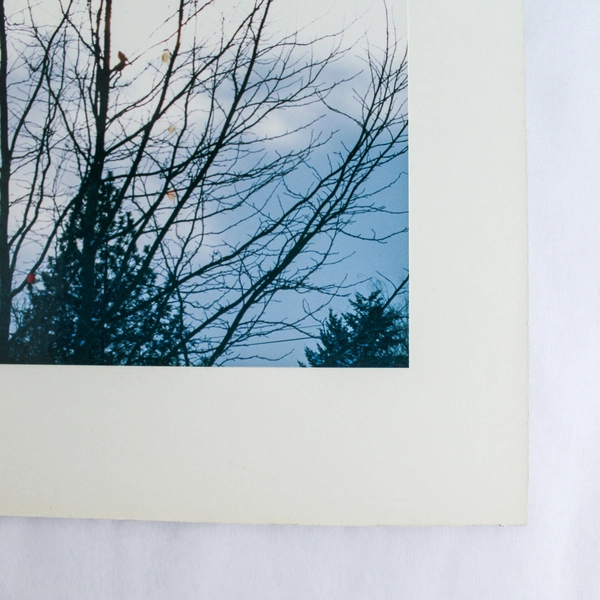 Vintage Matted Photograph of Birds in Tree - Nature Scene, Blue Sky 14"x11"