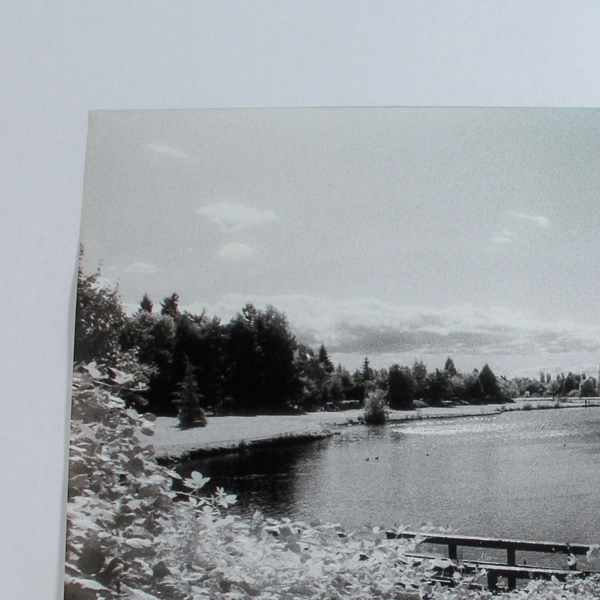 Vintage 11x14 Black & White Photograph of Pond Bridge Nature Park