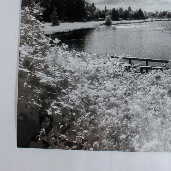Vintage 11x14 Black & White Photograph of Pond Bridge Nature Park