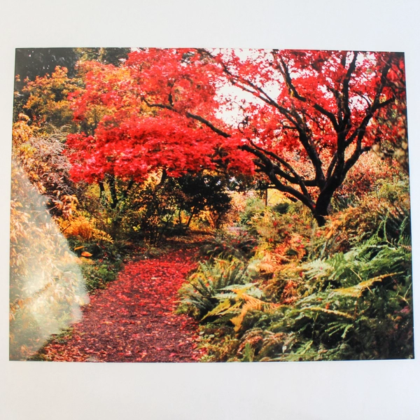 Vintage 11x14 Autumn Trail Photograph Red Leaves Fall Landscape Art Print