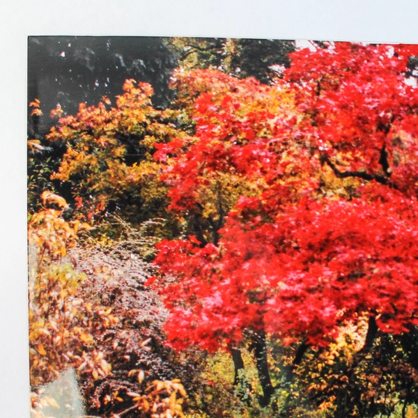 Vintage 11x14 Autumn Trail Photograph Red Leaves Fall Landscape Art Print