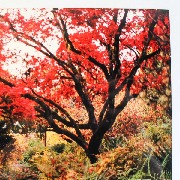 Vintage 11x14 Autumn Trail Photograph Red Leaves Fall Landscape Art Print