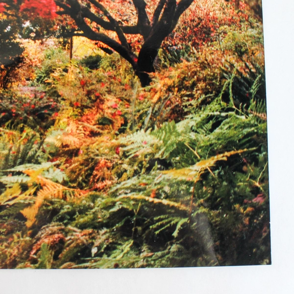 Vintage 11x14 Autumn Trail Photograph Red Leaves Fall Landscape Art Print