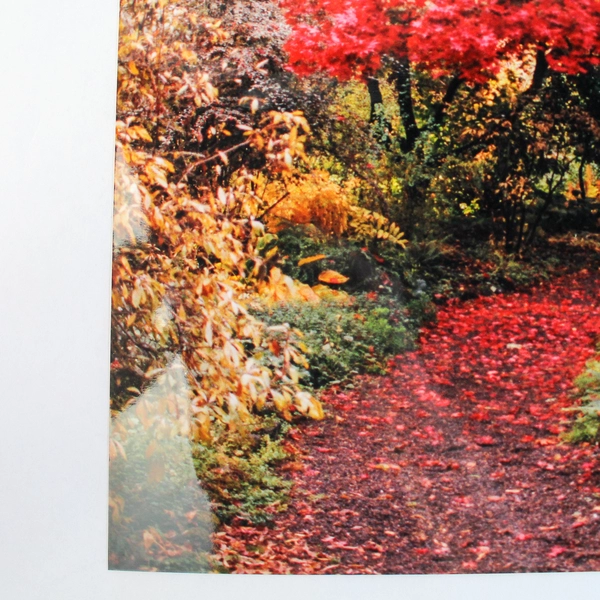 Vintage 11x14 Autumn Trail Photograph Red Leaves Fall Landscape Art Print