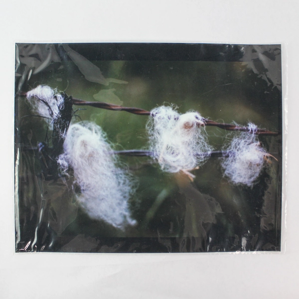 Vintage Sheep Wool on Fence Photo 11"x14" - Good Pre-Owned Condition