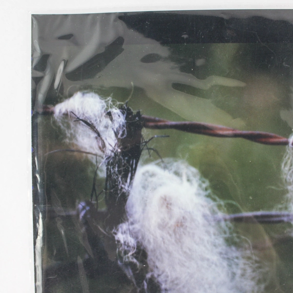 Vintage Sheep Wool on Fence Photo 11"x14" - Good Pre-Owned Condition