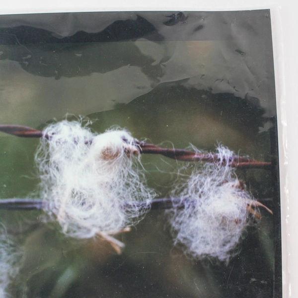 Vintage Sheep Wool on Fence Photo 11"x14" - Good Pre-Owned Condition